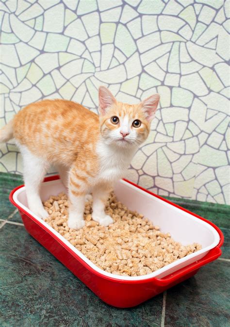best clumping cat litter